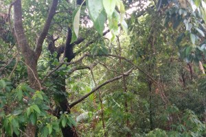 palm valley greeness