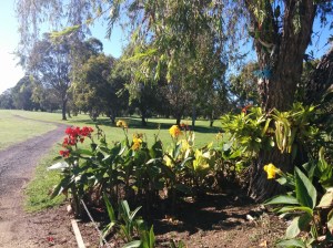 Cannas in the garden leading to the 10th hole.