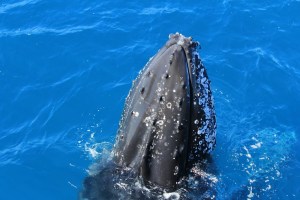 Now I see you, now I dont