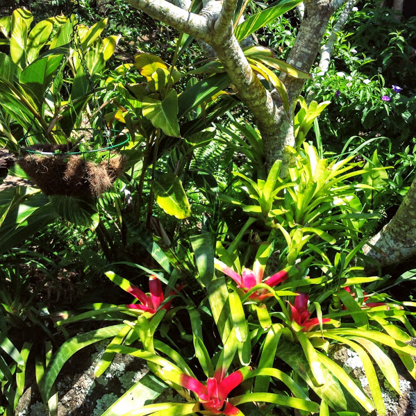 bromeliad tower in the making