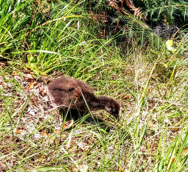 chicks sharing our lunch