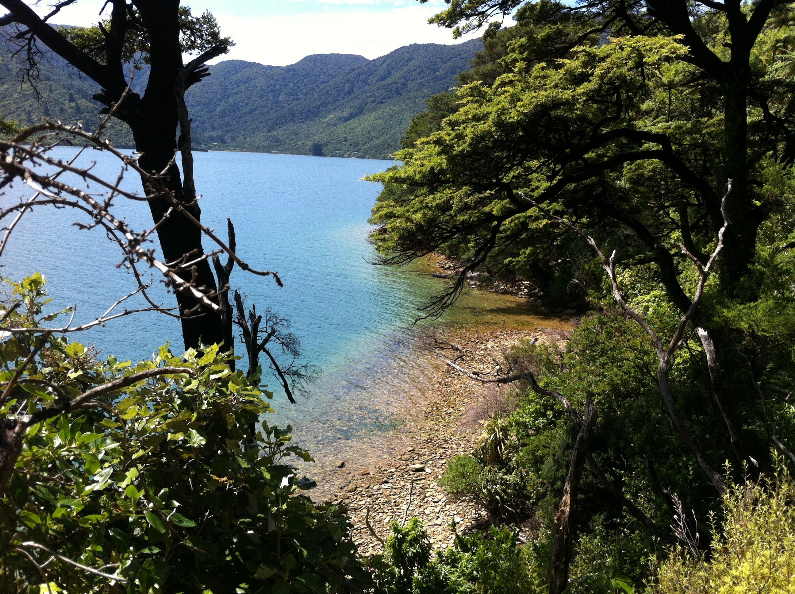 clear waters of Endeavour Inlet