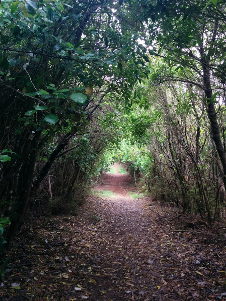 through tunnels of vegetation