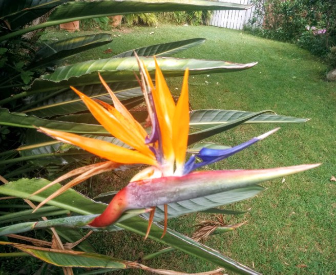 bird of paradise