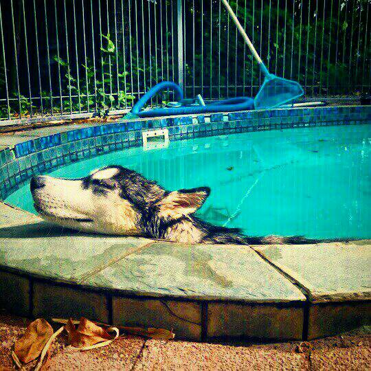 hannibal in the pool