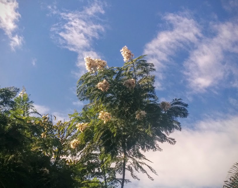 jacaranda spot flowering