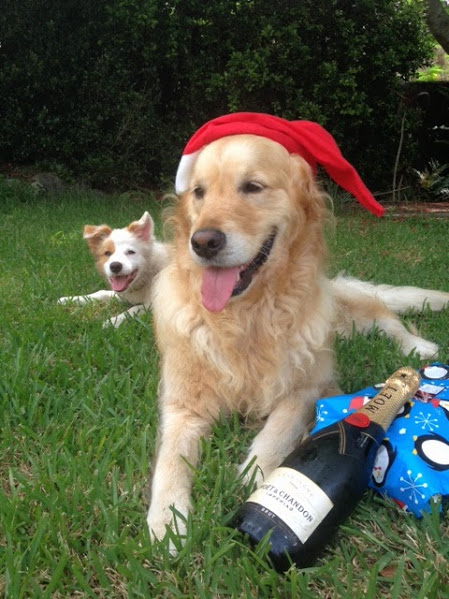 moet and ninja christmas