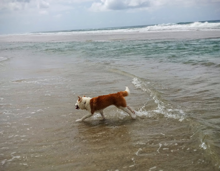 ninja jumping the waves in colour