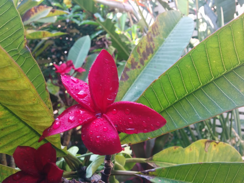 red frangipani