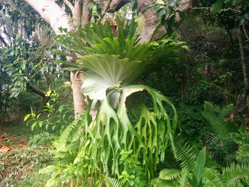 super big fern