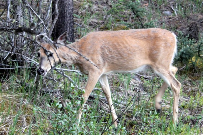 wildlife-at-maligne-lake