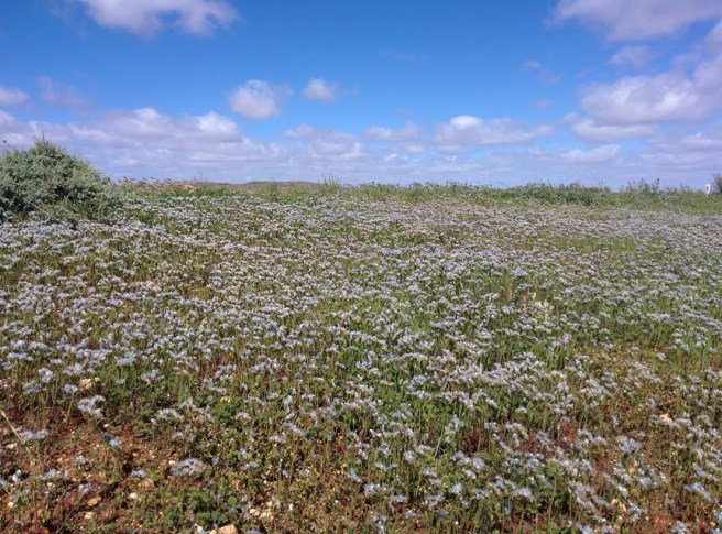 blue-flowers-broken-hill