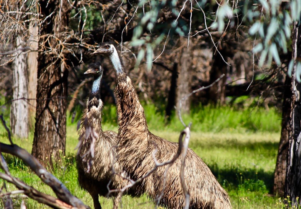 emus