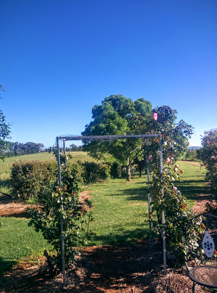 rose-arbour-overlooking-the-sheep-paddocks