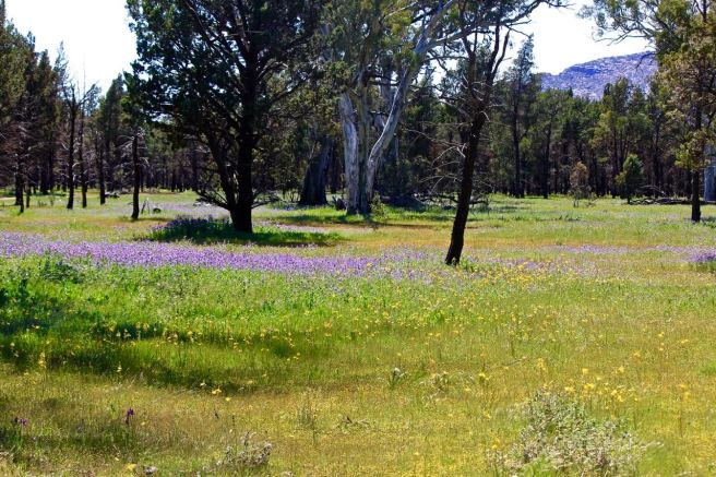 savanna-in-the-pound