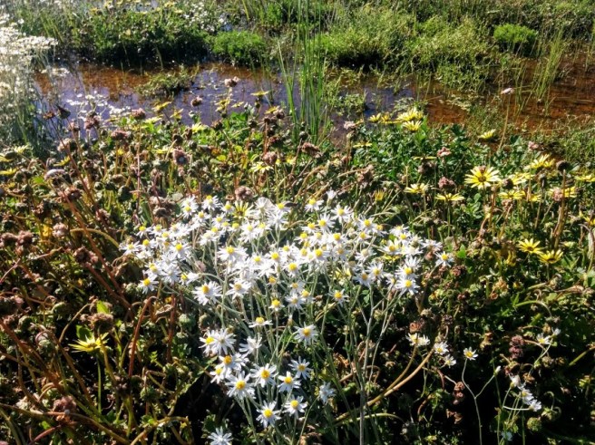wildflowers-in-nyngan