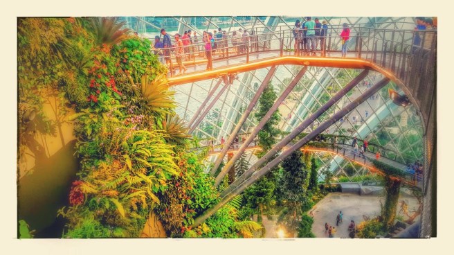 cloud forest effects