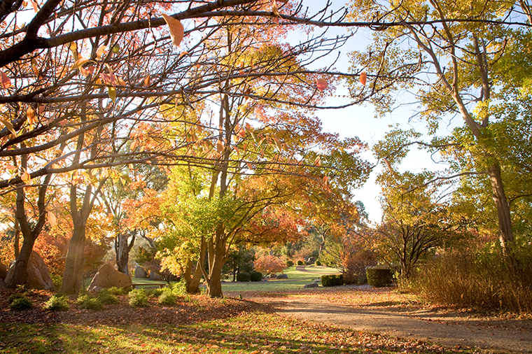 JapaneseGardensCowra