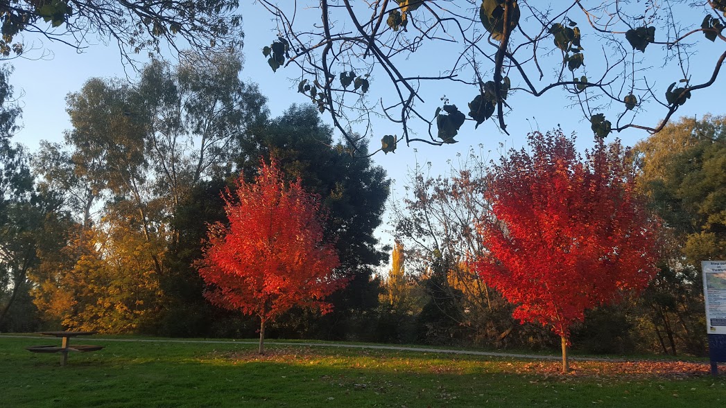 red trees