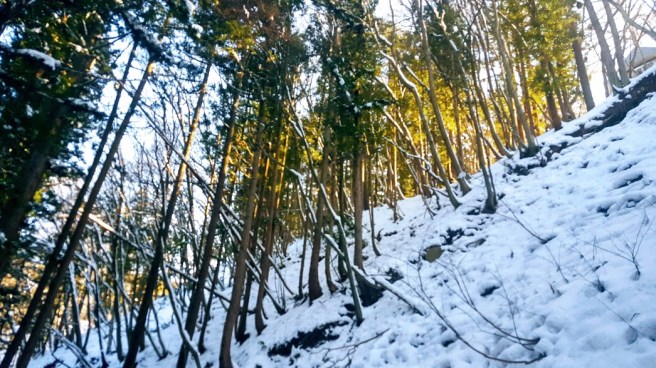 snow forest 2