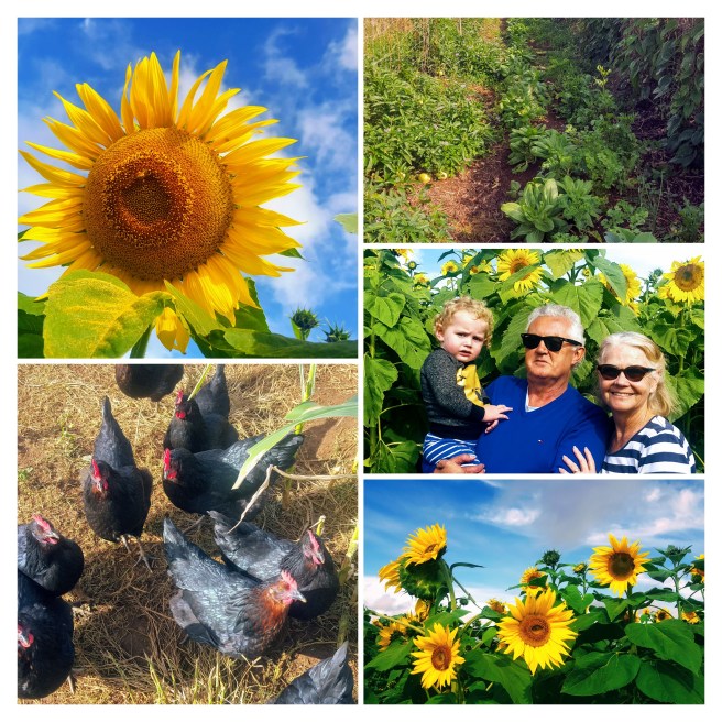 20180528_102020-collage