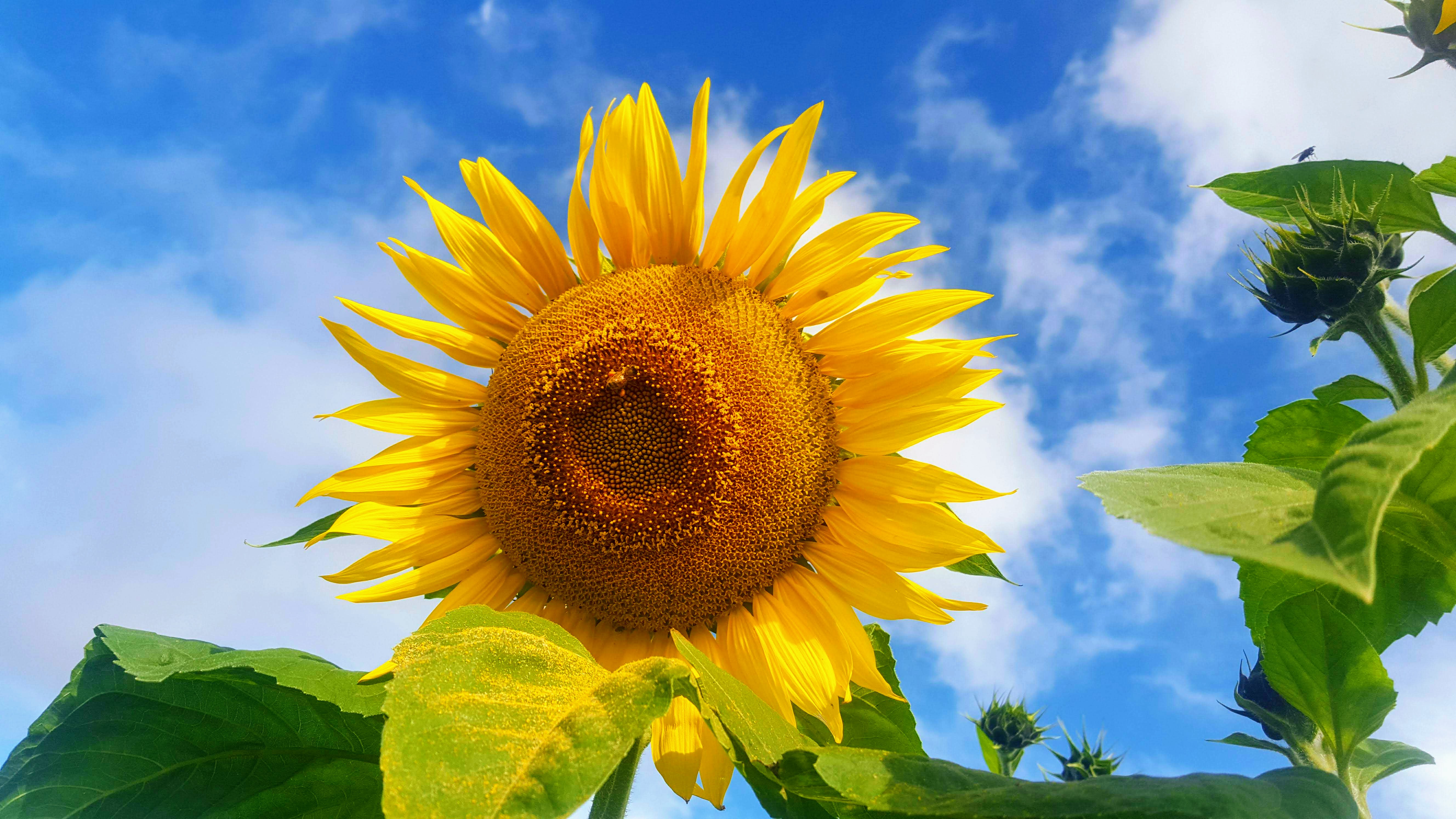 20180528_102124-effects