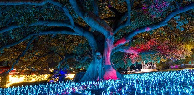 -media-36569-image_.CACHE-620x305-crop